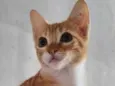 Garfild