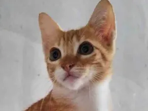Gato raça  idade 2 a 6 meses nome Garfild