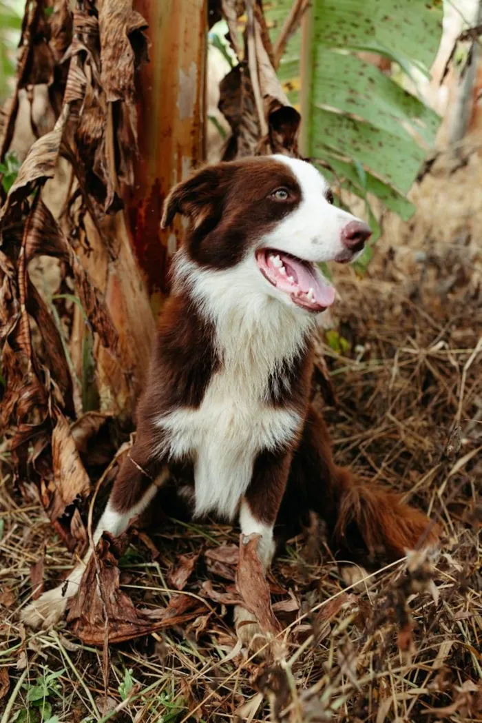 Cachorro raça Border collie idade 1 ano nome Jason