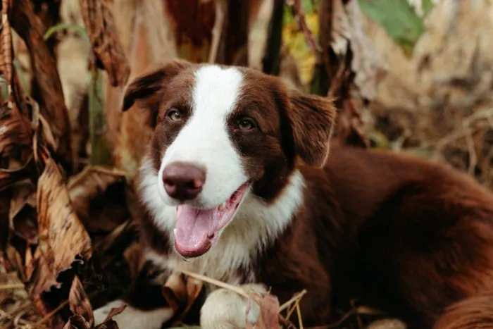 Cachorro raça Border collie idade 1 ano nome Jason