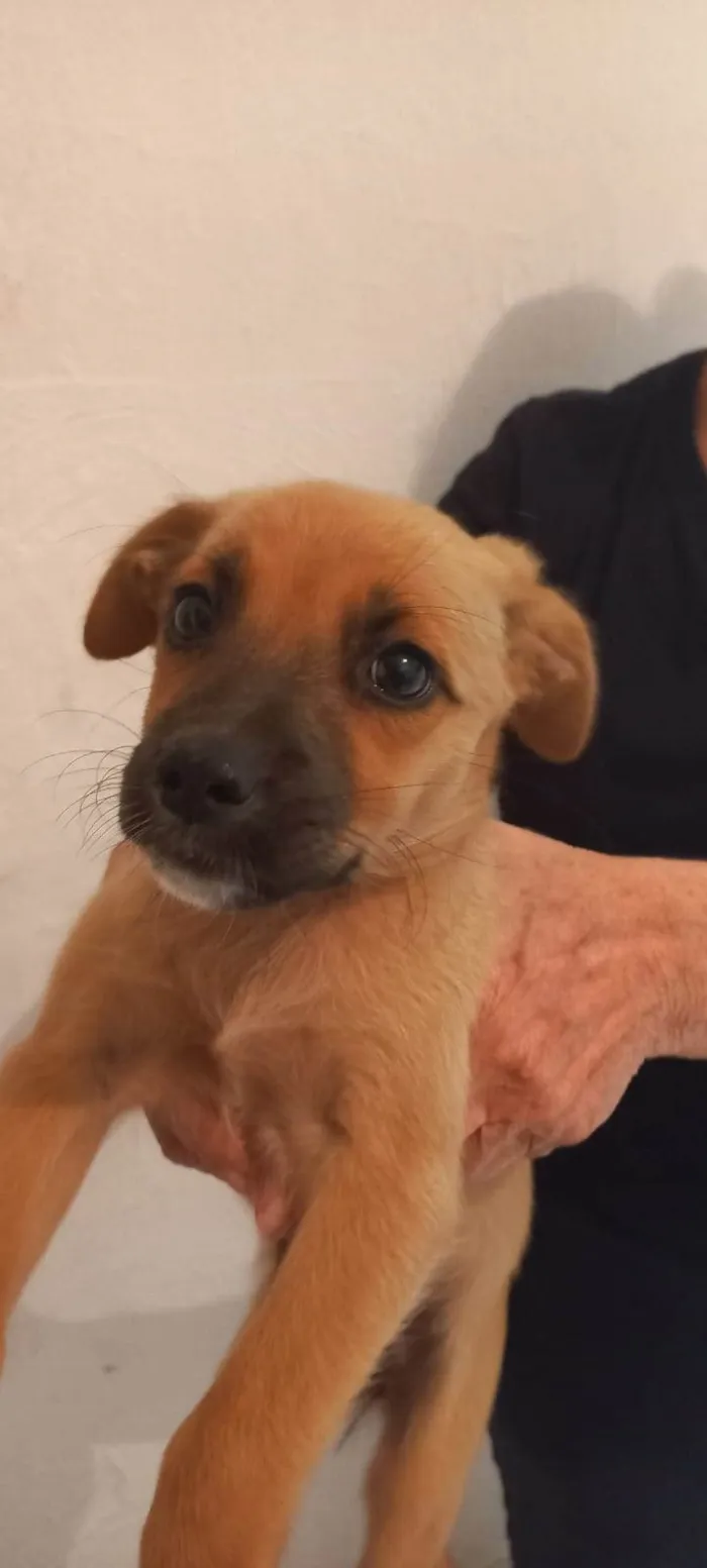 Cachorro ra a SRD-ViraLata idade 2 a 6 meses nome ainda sem nome