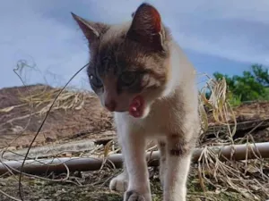 Gato raça Siamês idade 2 a 6 meses nome Spike