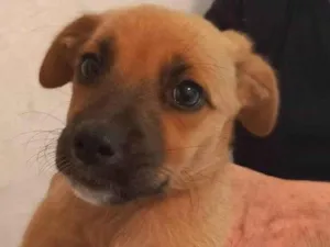 Cachorro raça SRD-ViraLata idade 2 a 6 meses nome ainda sem nome