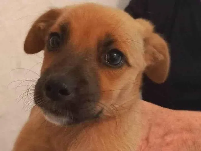 Cachorro ra a SRD-ViraLata idade 2 a 6 meses nome ainda sem nome