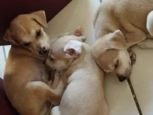 Cachorro raça  idade Abaixo de 2 meses nome sem nome