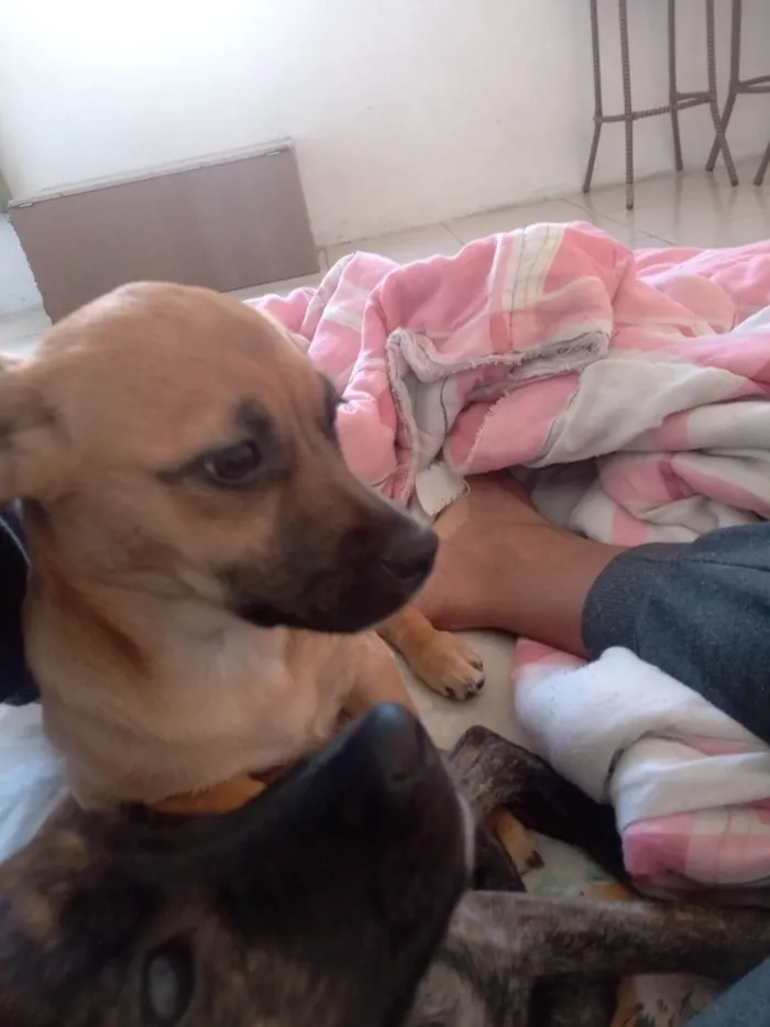 Cachorro ra a Chuau idade 2 a 6 meses nome Lili