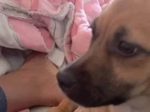 Cachorro raça Chuau idade 2 a 6 meses nome Lili