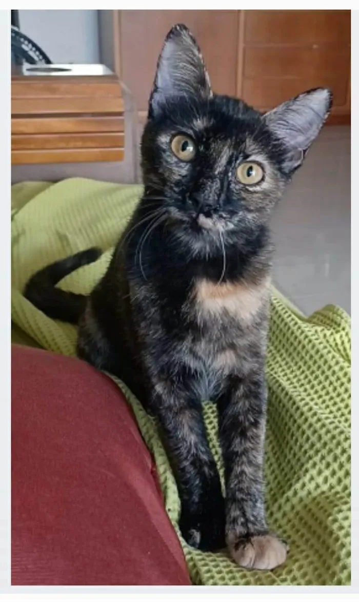 Gato ra a srd tricolor  idade 7 a 11 meses nome CACAU