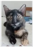 CACAU