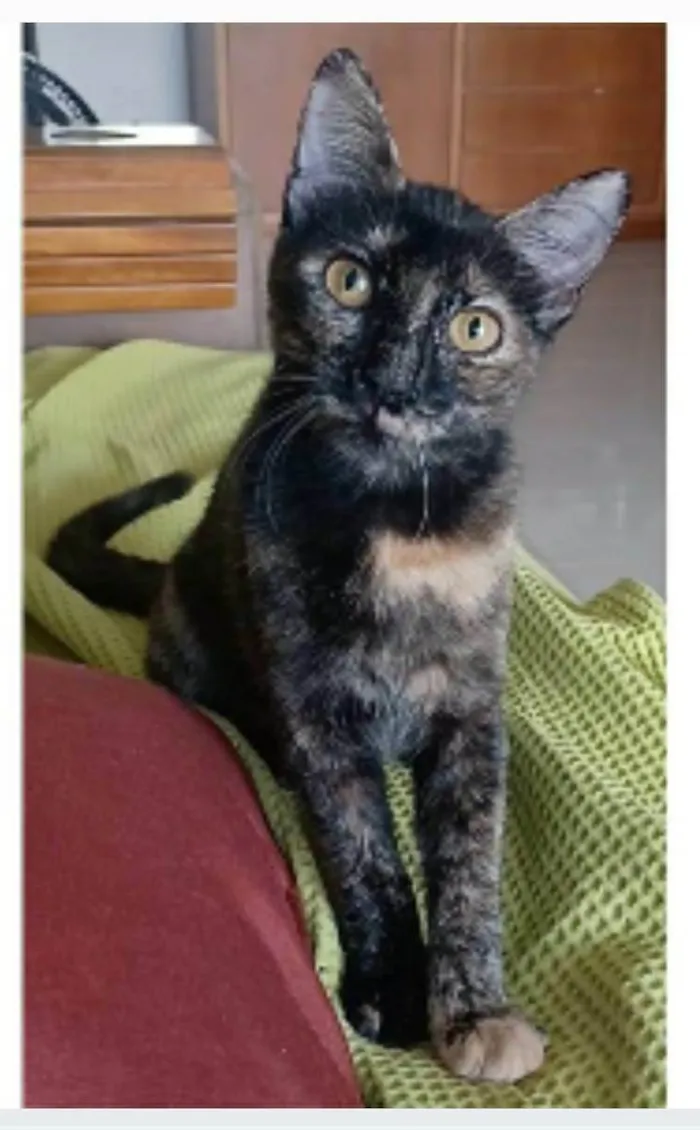Gato ra a srd tricolor  idade 7 a 11 meses nome CACAU