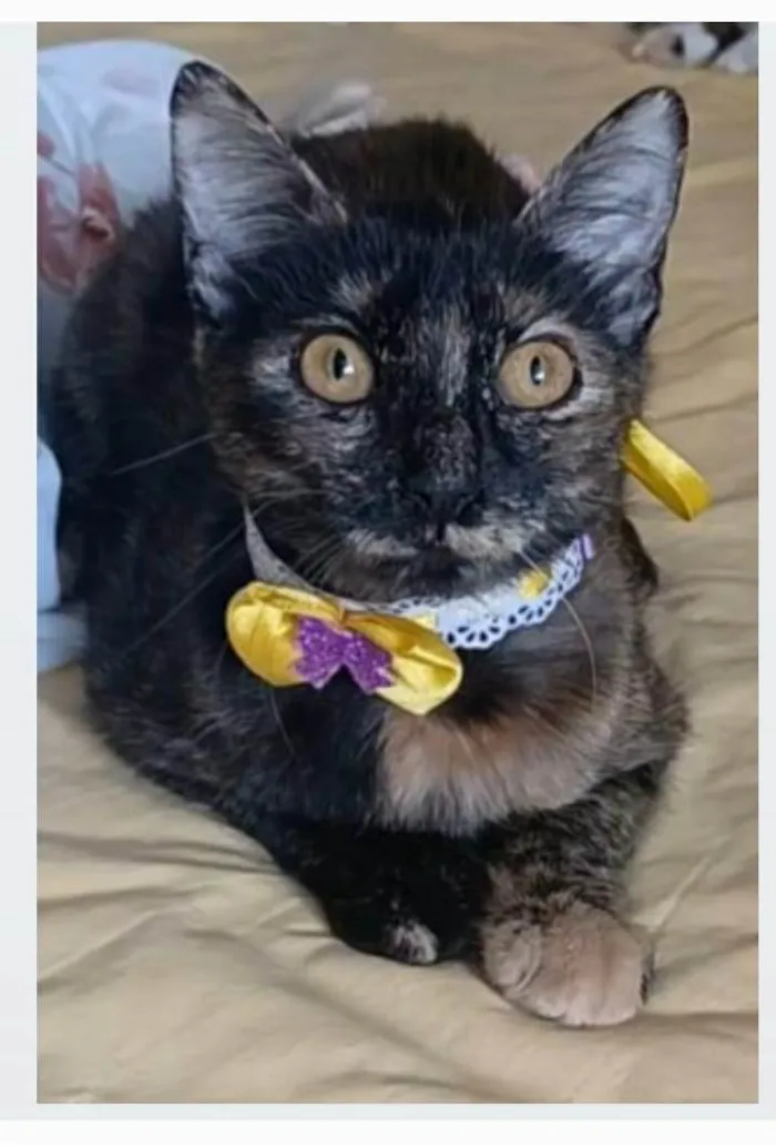Gato ra a srd tricolor  idade 7 a 11 meses nome CACAU