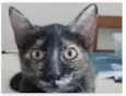 CACAU