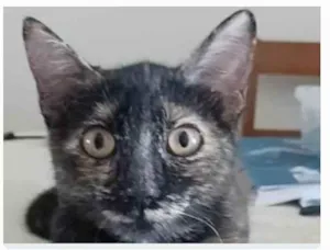 Gato raça srd tricolor  idade 7 a 11 meses nome CACAU