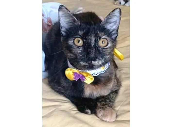 Gato ra a srd tricolor  idade 7 a 11 meses nome CACAU