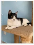 MAGGIE