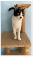 MAGGIE