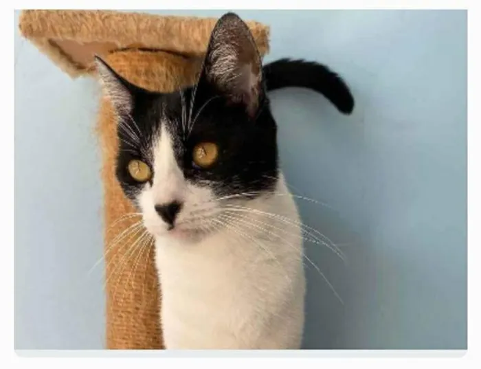 Gato ra a srd frajolinha  idade 2 anos nome MAGGIE