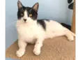 MAGGIE