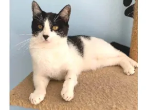 Gato raça srd frajolinha  idade 2 anos nome MAGGIE