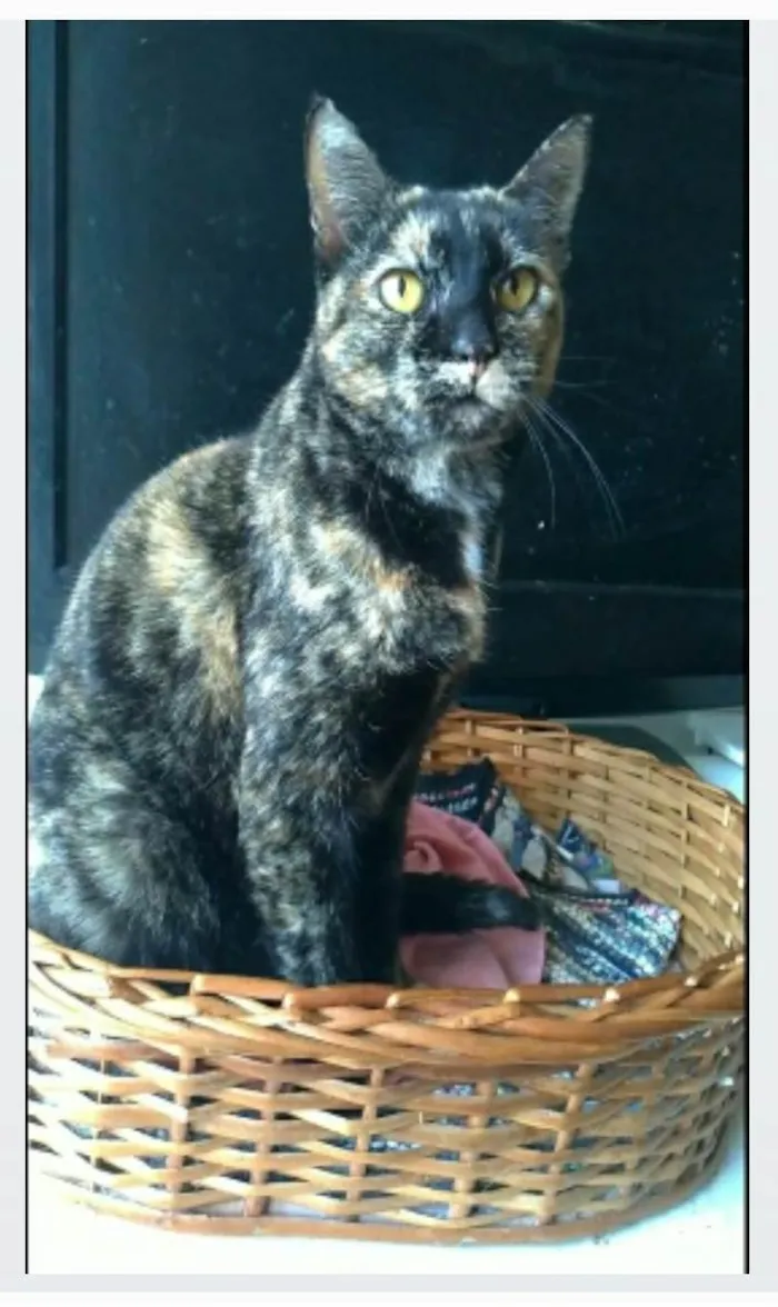 Gato ra a srd tricolor  idade 2 anos nome LUÍSA 
