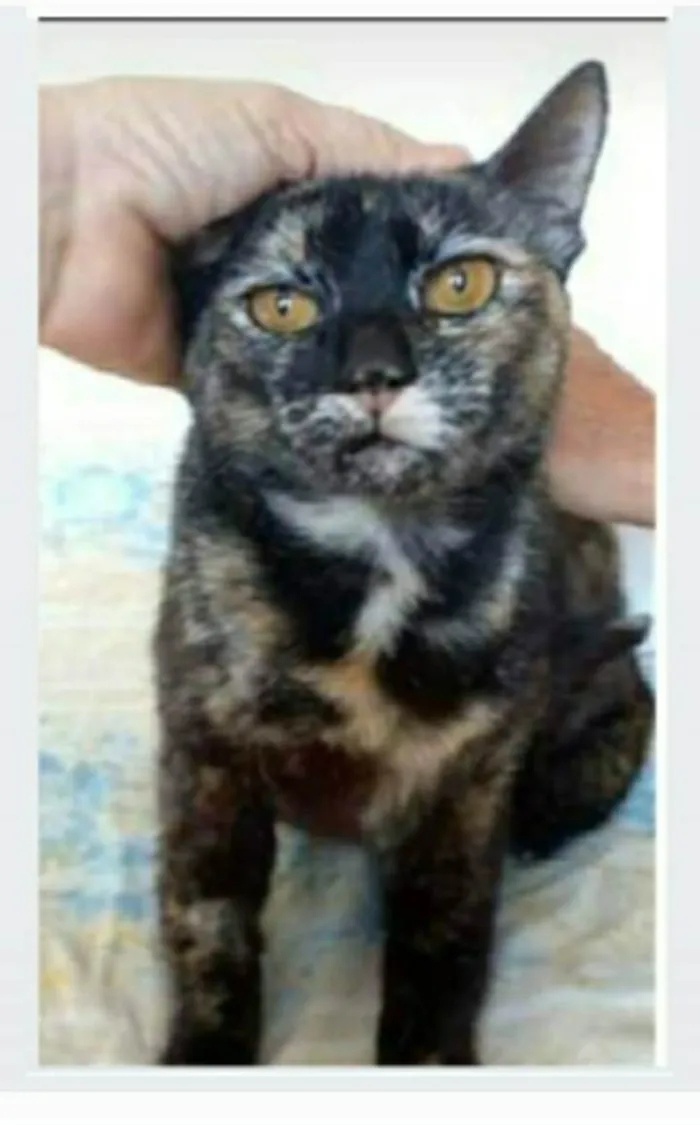 Gato ra a srd tricolor  idade 2 anos nome LUÍSA 