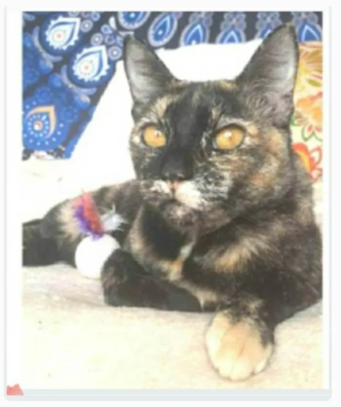 Gato ra a srd tricolor  idade 2 anos nome LUÍSA 