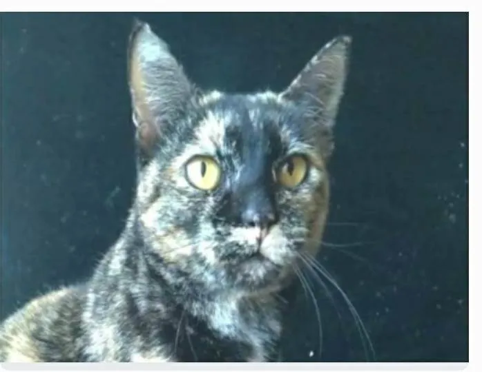 Gato ra a srd tricolor  idade 2 anos nome LUÍSA 