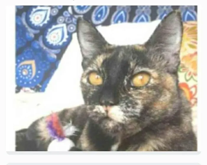 Gato ra a srd tricolor  idade 2 anos nome LUÍSA 