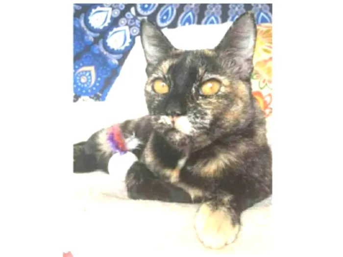 Gato ra a srd tricolor  idade 2 anos nome LUÍSA 