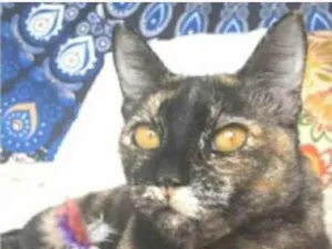 Gato raça srd tricolor  idade 2 anos nome LUÍSA 