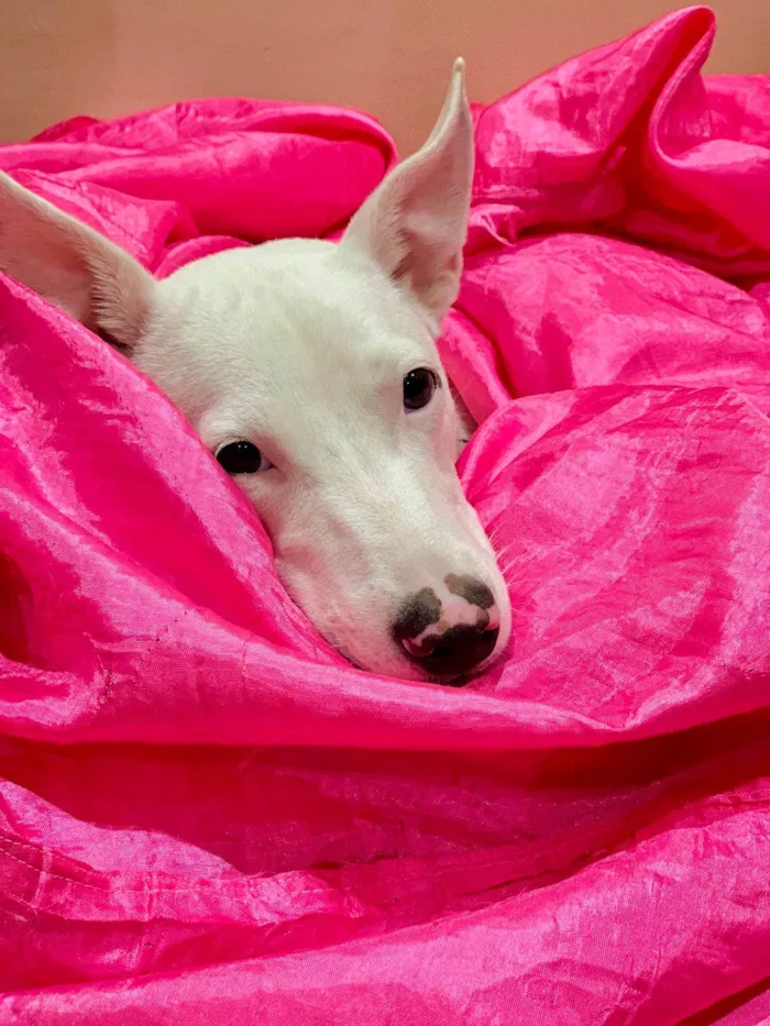 Cachorro ra a SRD-ViraLata idade 1 ano nome Cristal 