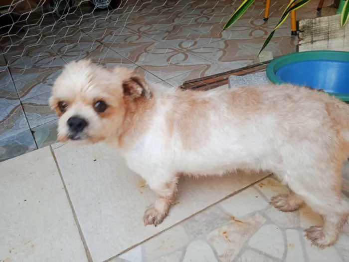 Cachorro ra a Shitzu idade 5 anos nome Nico