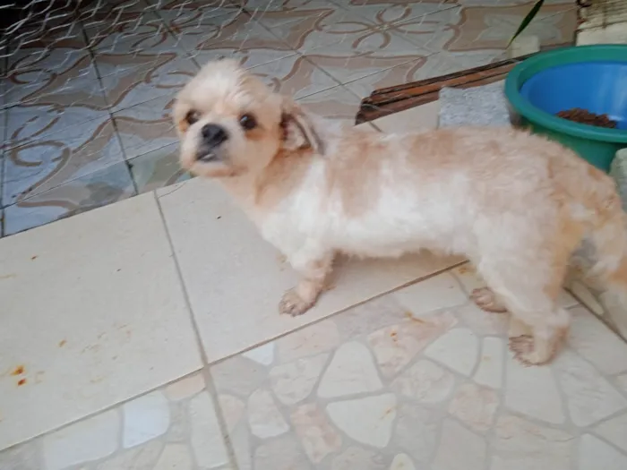 Cachorro ra a Shitzu idade 5 anos nome Nico