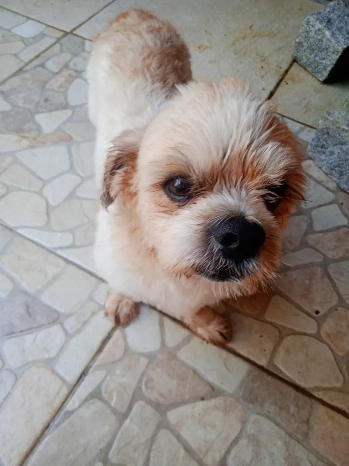 Cachorro ra a Shitzu idade 5 anos nome Nico