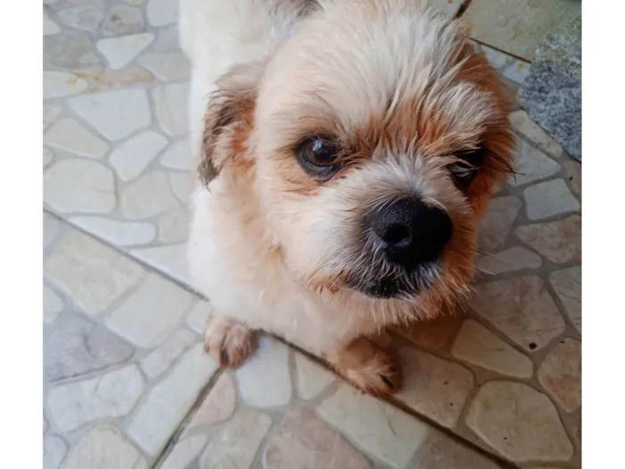 Cachorro ra a Shitzu idade 5 anos nome Nico