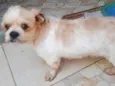 Nico