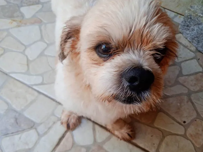 Cachorro ra a Shitzu idade 5 anos nome Nico