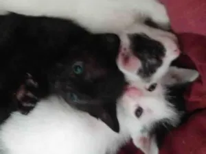 Gato raça SRD-ViraLata idade Abaixo de 2 meses nome TRÊS MANINHOS