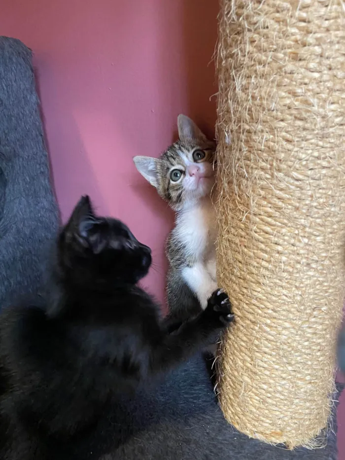 Gato ra a Srd idade Abaixo de 2 meses nome Valentin e David 