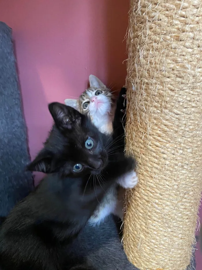 Gato ra a Srd idade Abaixo de 2 meses nome Valentin e David 