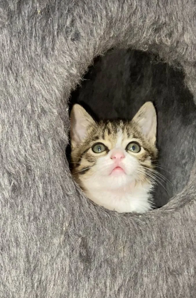 Gato ra a Srd idade Abaixo de 2 meses nome Valentin e David 