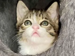 Gato raça Srd idade Abaixo de 2 meses nome Valentin e David 
