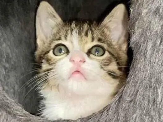 Gato ra a Srd idade Abaixo de 2 meses nome Valentin e David 