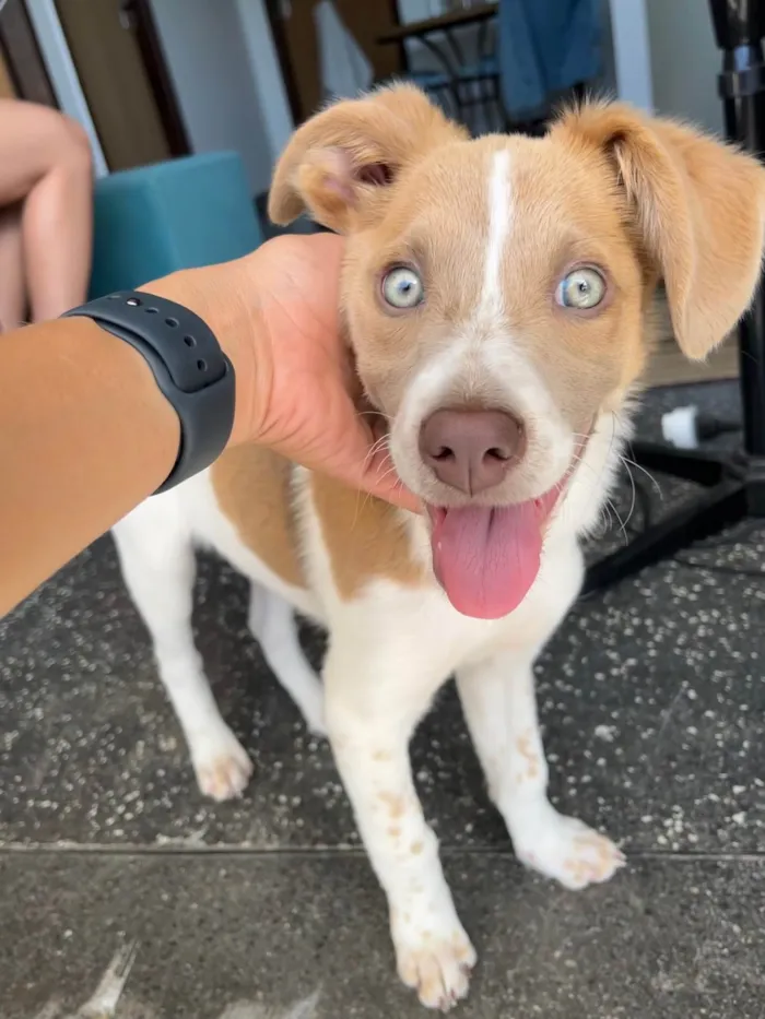 Cachorro ra a SRD-ViraLata idade 2 a 6 meses nome Capitã 