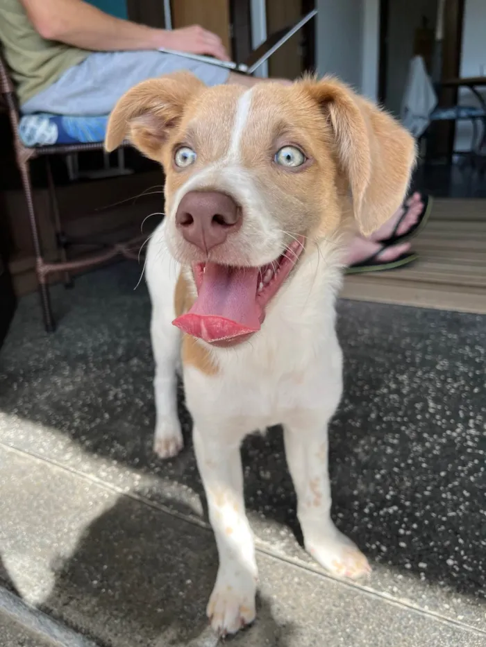 Cachorro ra a SRD-ViraLata idade 2 a 6 meses nome Capitã 