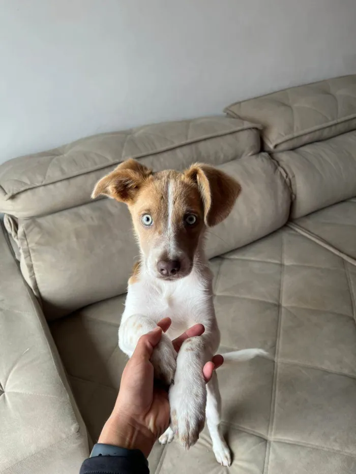 Cachorro ra a SRD-ViraLata idade 2 a 6 meses nome Capitã 
