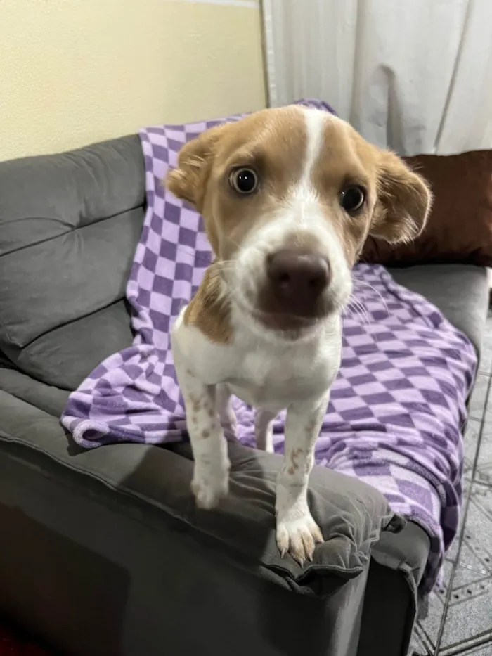 Cachorro ra a SRD-ViraLata idade 2 a 6 meses nome Capitã 