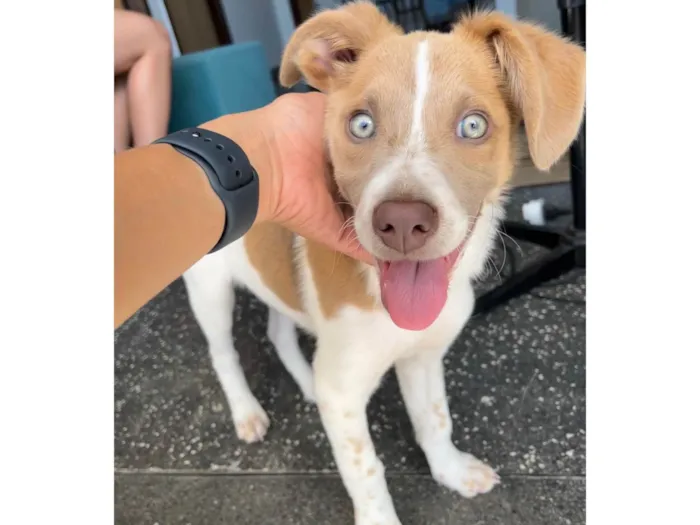 Cachorro ra a SRD-ViraLata idade 2 a 6 meses nome Capitã 