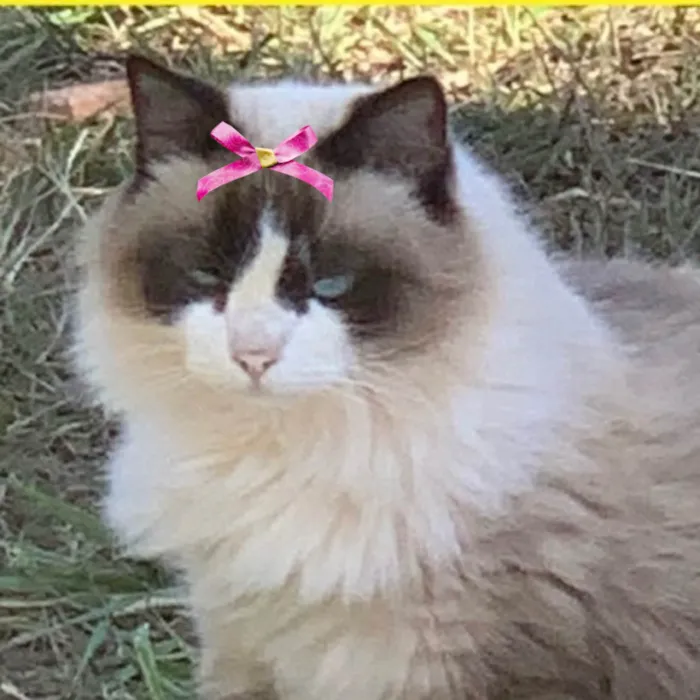 Gato ra a Mestica  idade 7 a 11 meses nome Jade 