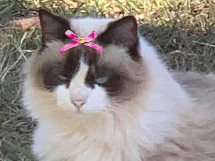 Gato ra a Mestica  idade 7 a 11 meses nome Jade 